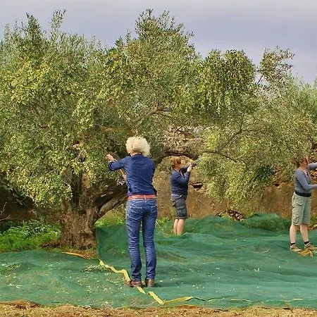 Olea Πανσιόν 4*
